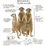 Illustration of meerkats with information text on a white background