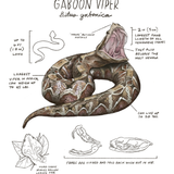 Illustration of a Gaboon Viper with labeled features on a white background