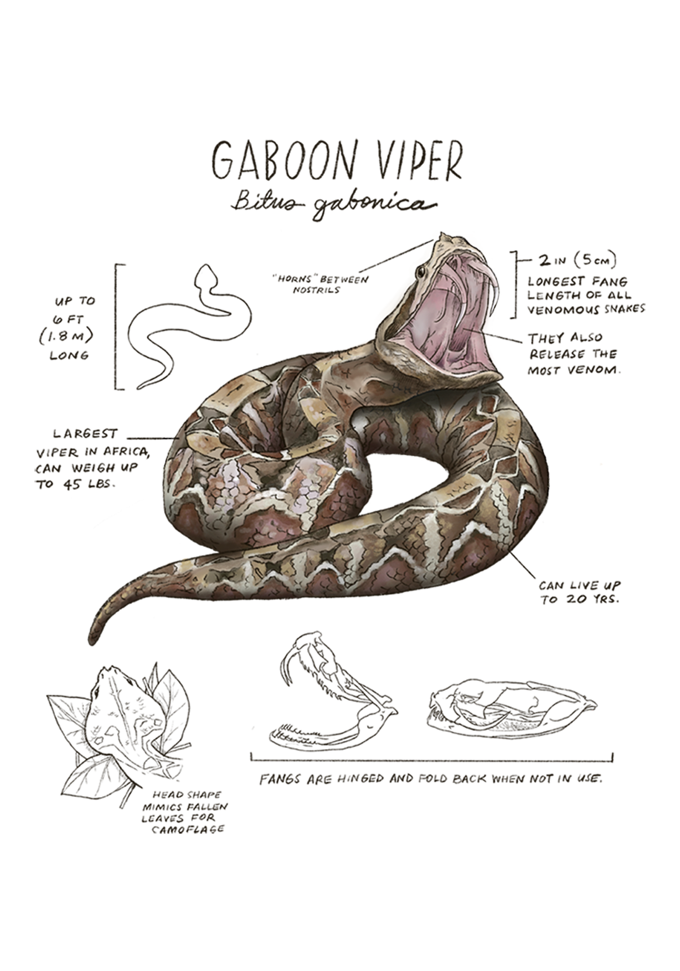 Illustration of a Gaboon Viper with labeled features on a white background