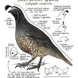 Illustration of a California quail with labeled features on a white background
