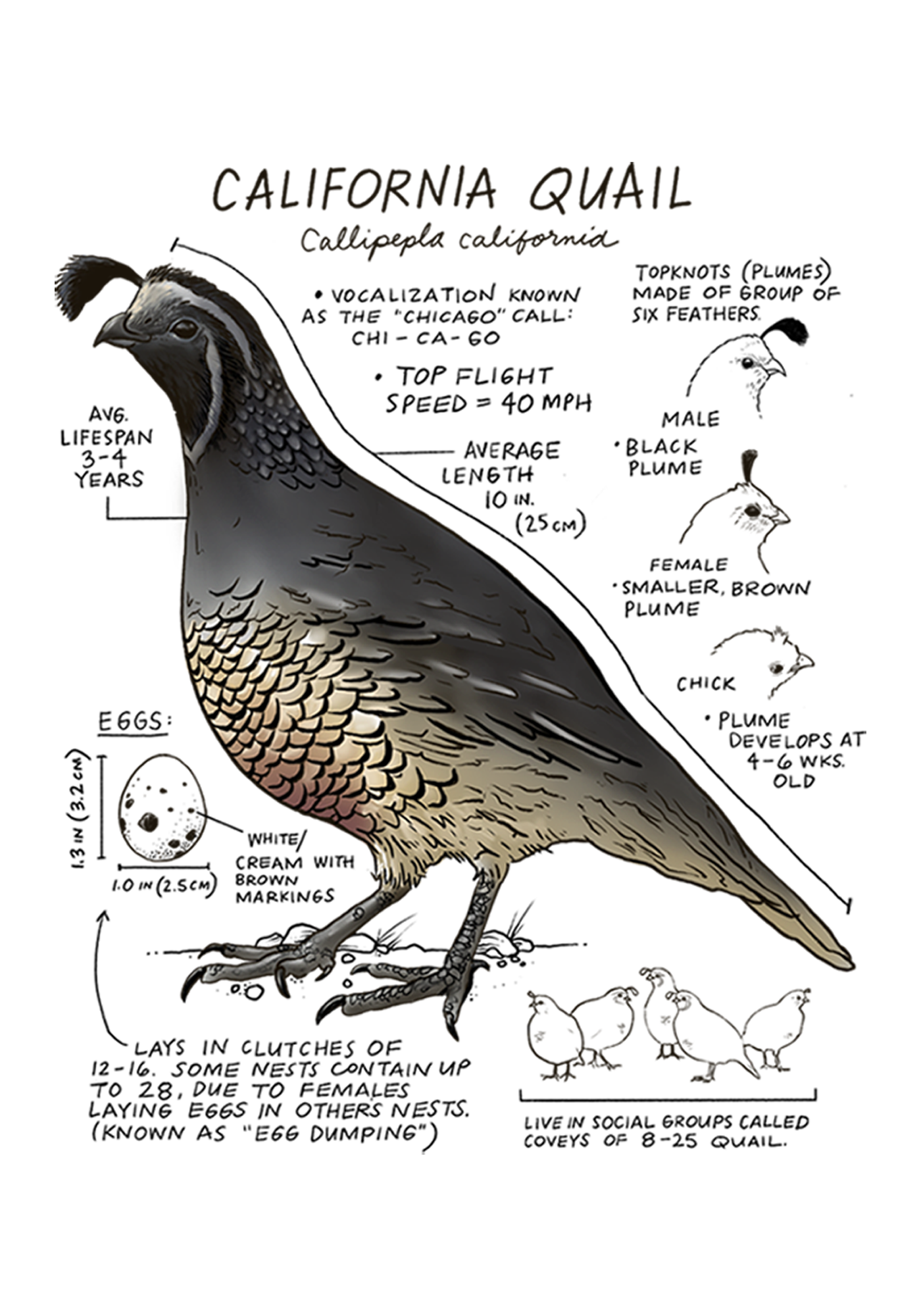 Illustration of a California quail with labeled features on a white background