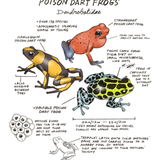 Illustration of poison dart frogs with labels and text on a white background