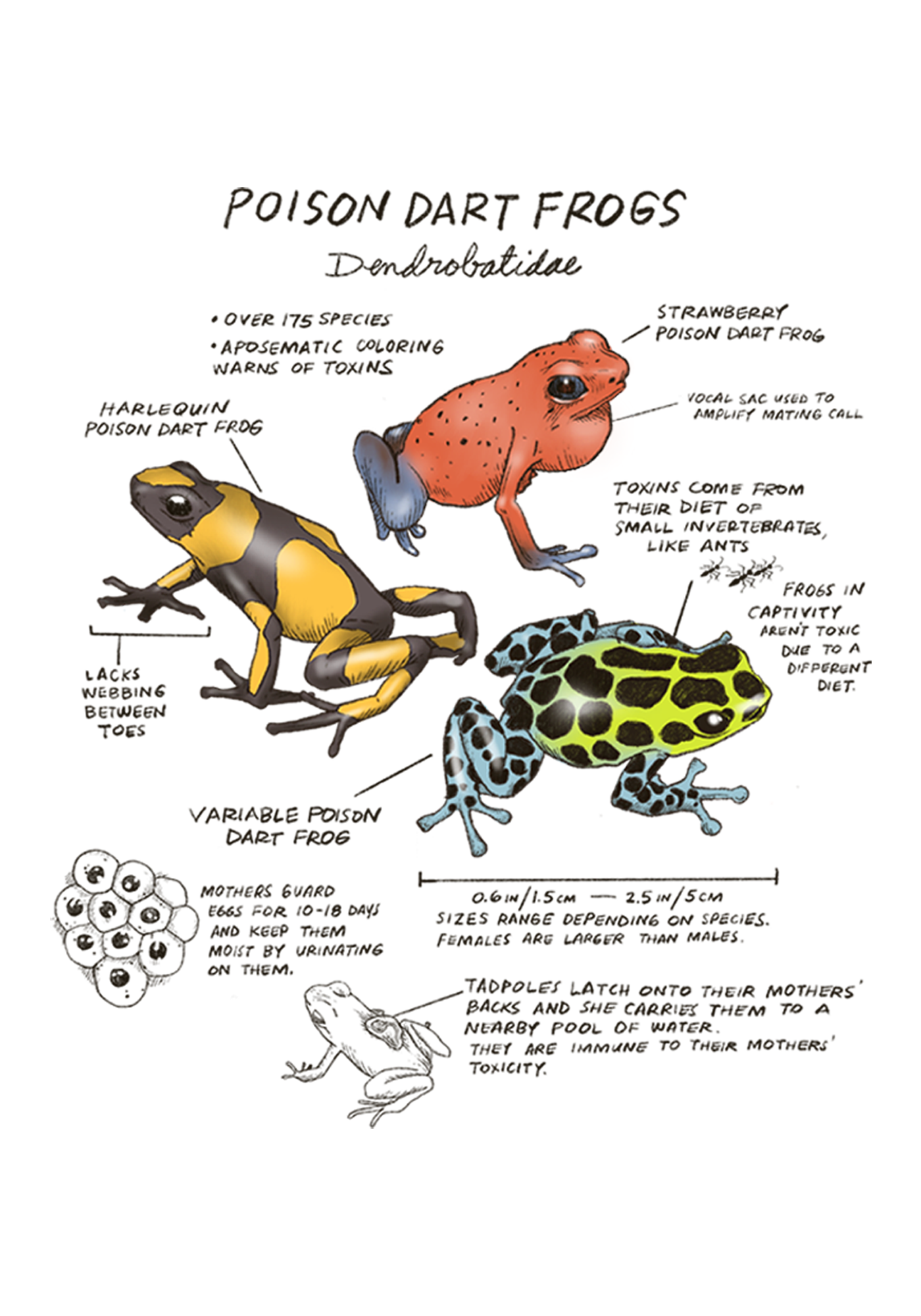 Illustration of poison dart frogs with labels and text on a white background