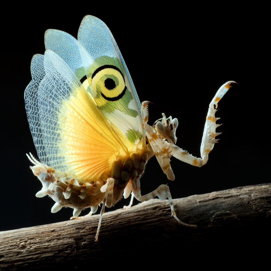 Close-up of a spiny flower praying mantis with detailed wings and body on a branch against a black background