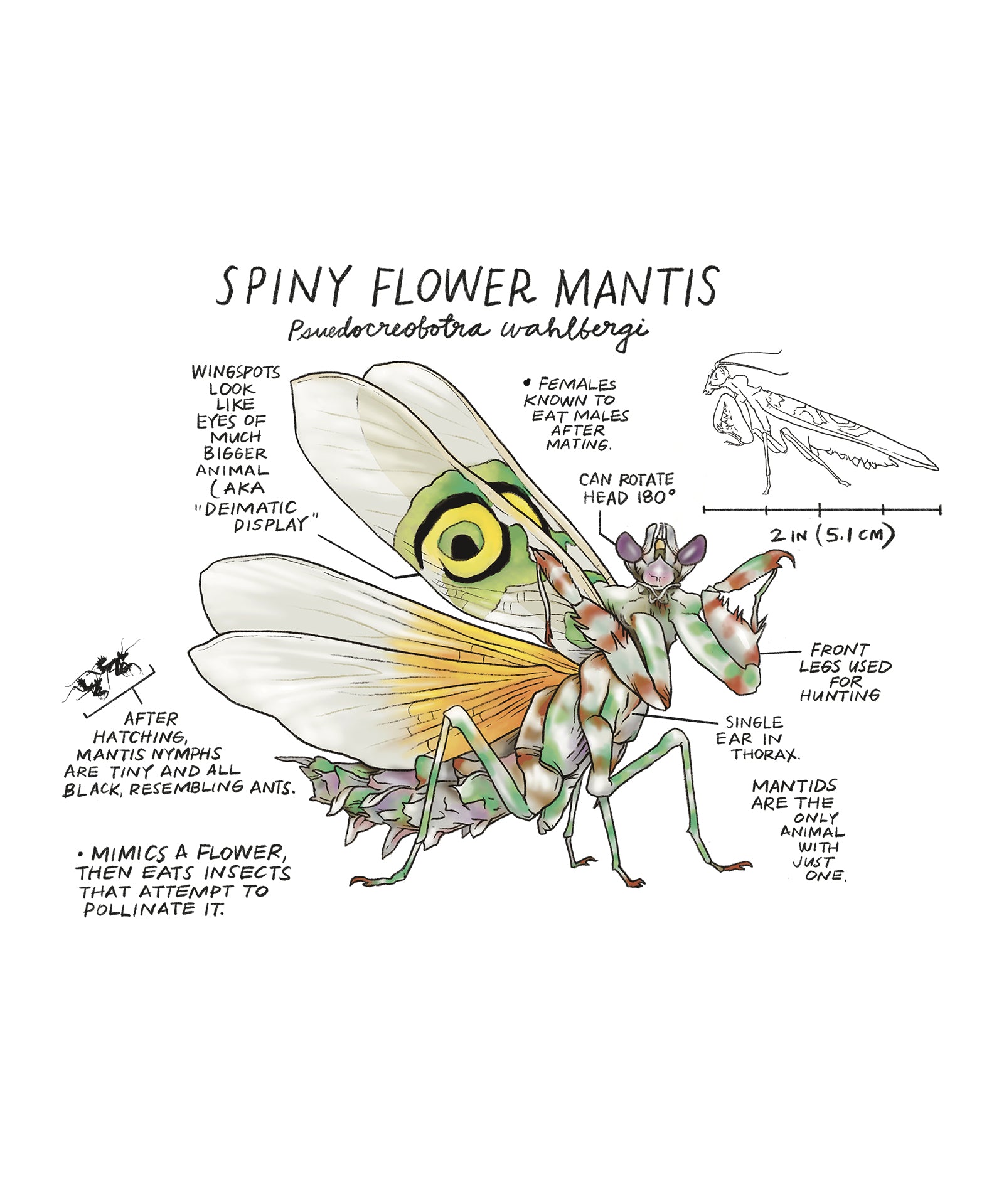 Illustration of a spiny flower mantis with labeled parts on a white background