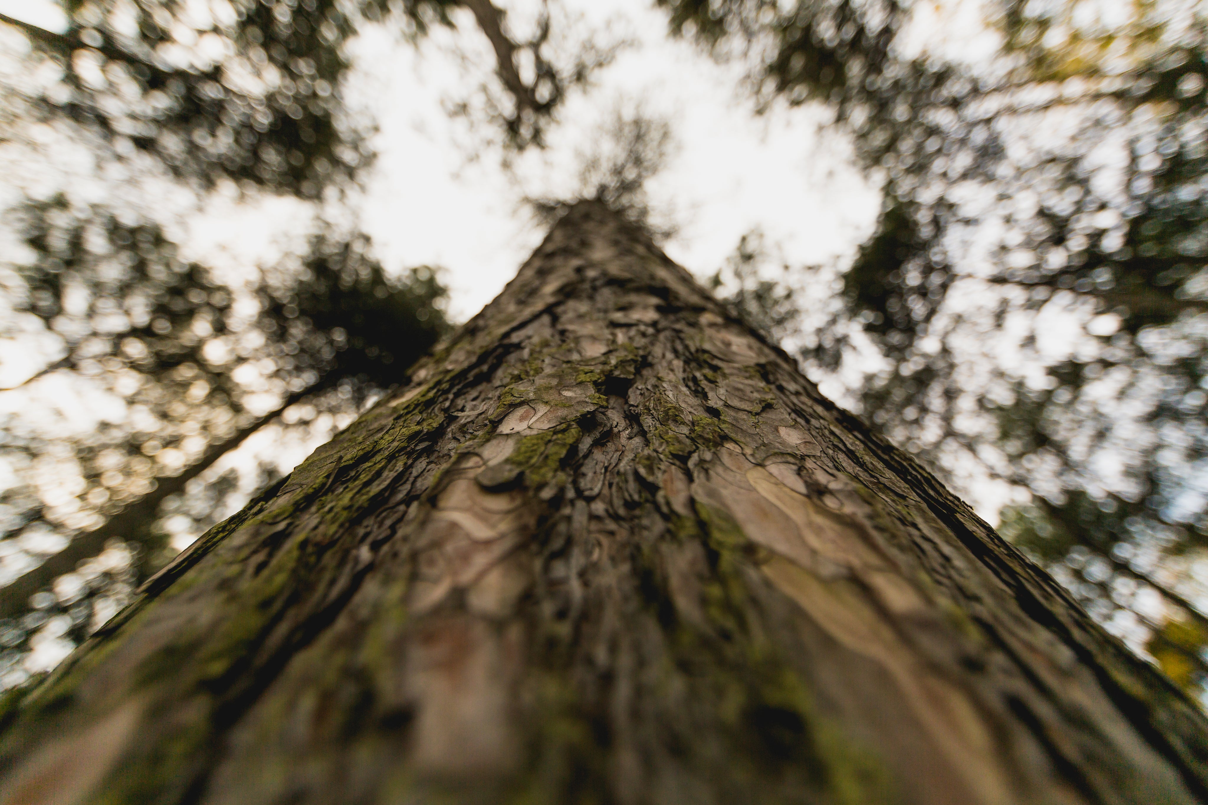 trunk of a tall tree close up